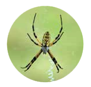 Les araignées dans notre jardin