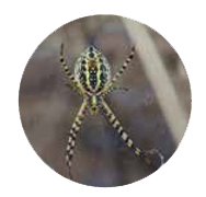 Les araignées dans notre jardin