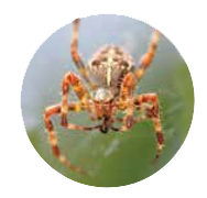 Les araignées dans notre jardin