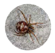 Les araignées dans notre jardin