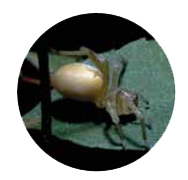 Les araignées dans notre jardin