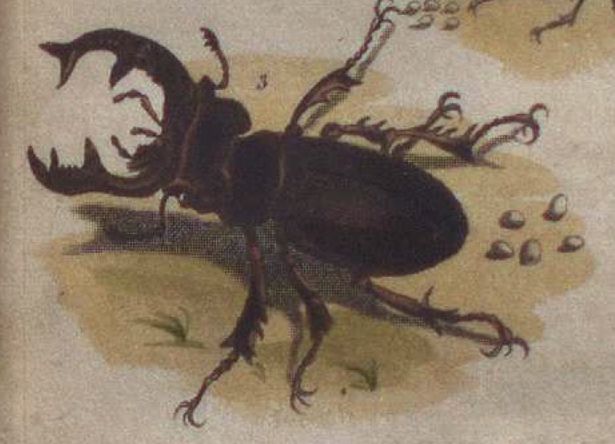 Illustration of a large black stag beetle with prominent mandibles on a beige background.