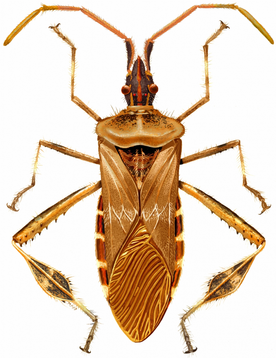 Dorsal view of a western conifer seed bug with brown and orange coloration and long segmented legs and antennae.