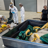 Blue whale heart packaged in a shipping container.
