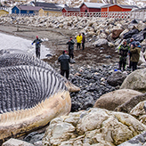 Blue whale lying by the coast
