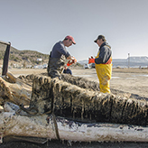 Mark Engstrom cuts up the dead whale
