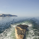 Blue whale lying by the coast
