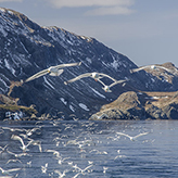 Blue whale with workers on the coast
