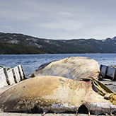 A worker pulls out a net next to the blue whale
