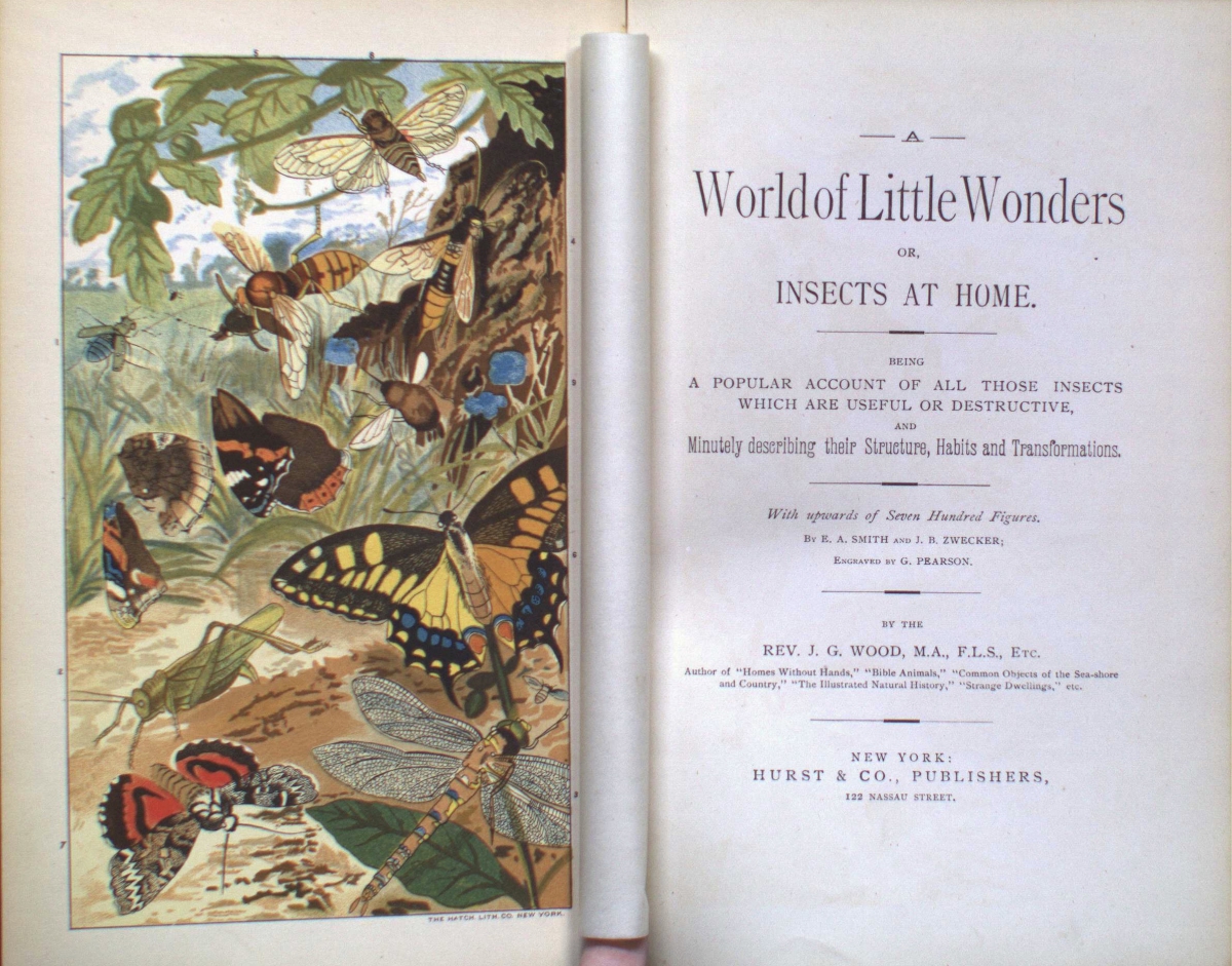 World of Little Wonders Insects at Home by A. D. Imms, illustrated by J. R. Willis, with colored plates and black and white drawings.