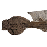 A tail fossil with a club at the end