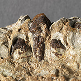 Photo of Zuul's teeth
