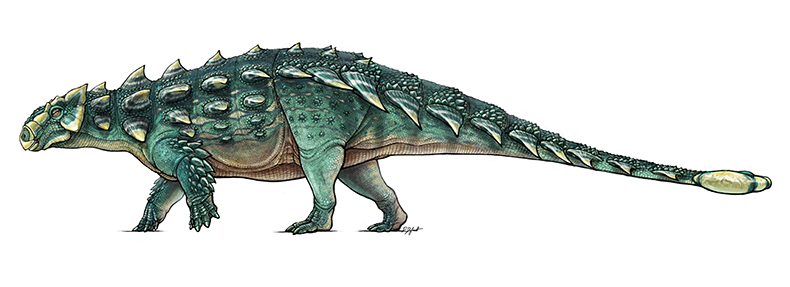 A colour illustration of a long, thin dinosaur with green, armoured skin
