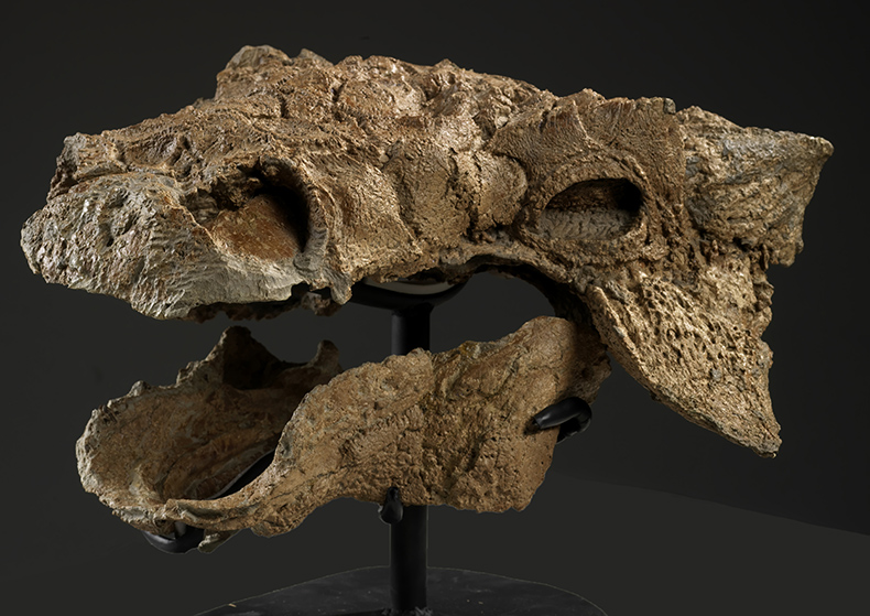 Photo of Zuul's skull