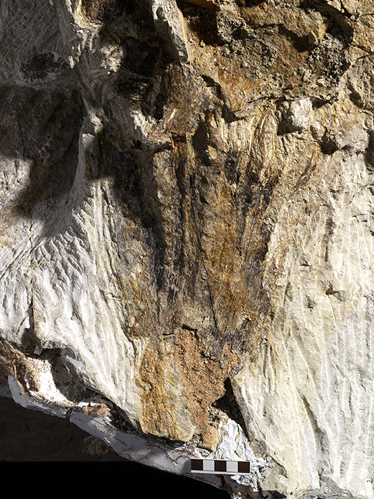 Photo of a rough fossil
