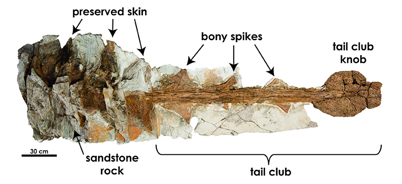 Diagram of Zuul's skin and tail, Zuul tail has many large, bony spikes and ends in a sledgehammer-like tail club.