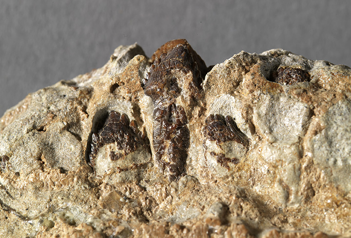 Photo of Zuul's teeth

