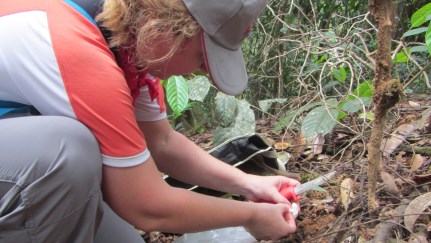 Simona, Lanjak Entimau National Park, Borneo
