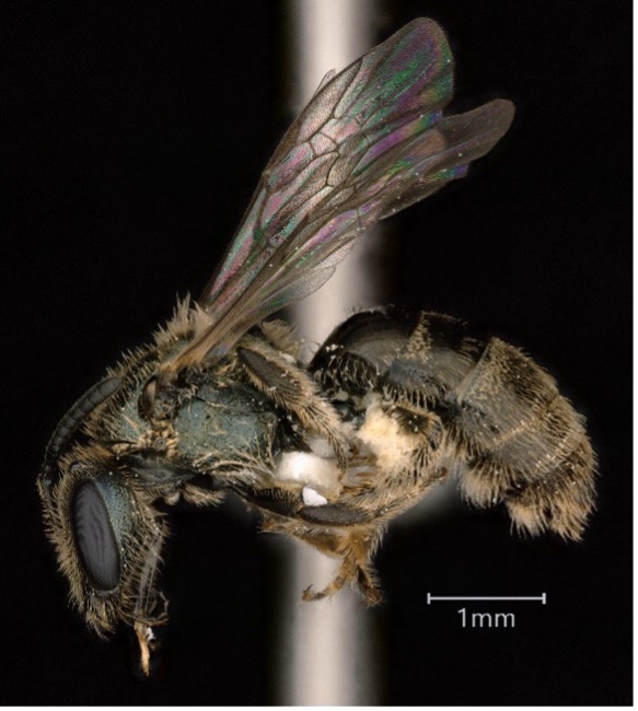 <em>Lasioglossum</em> (Dialictus).