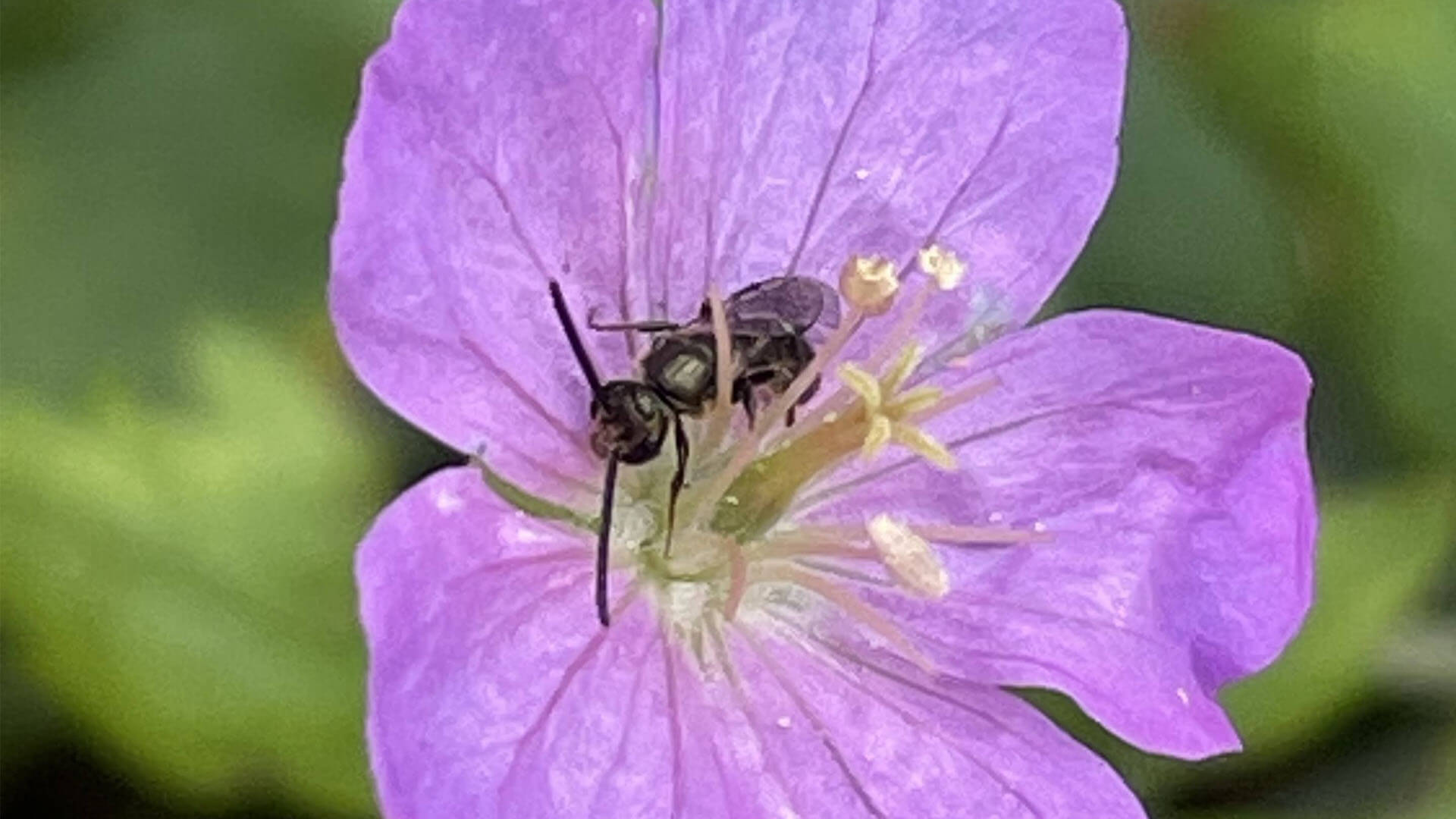 <em>Lasioglossum</em> (Dialictus).