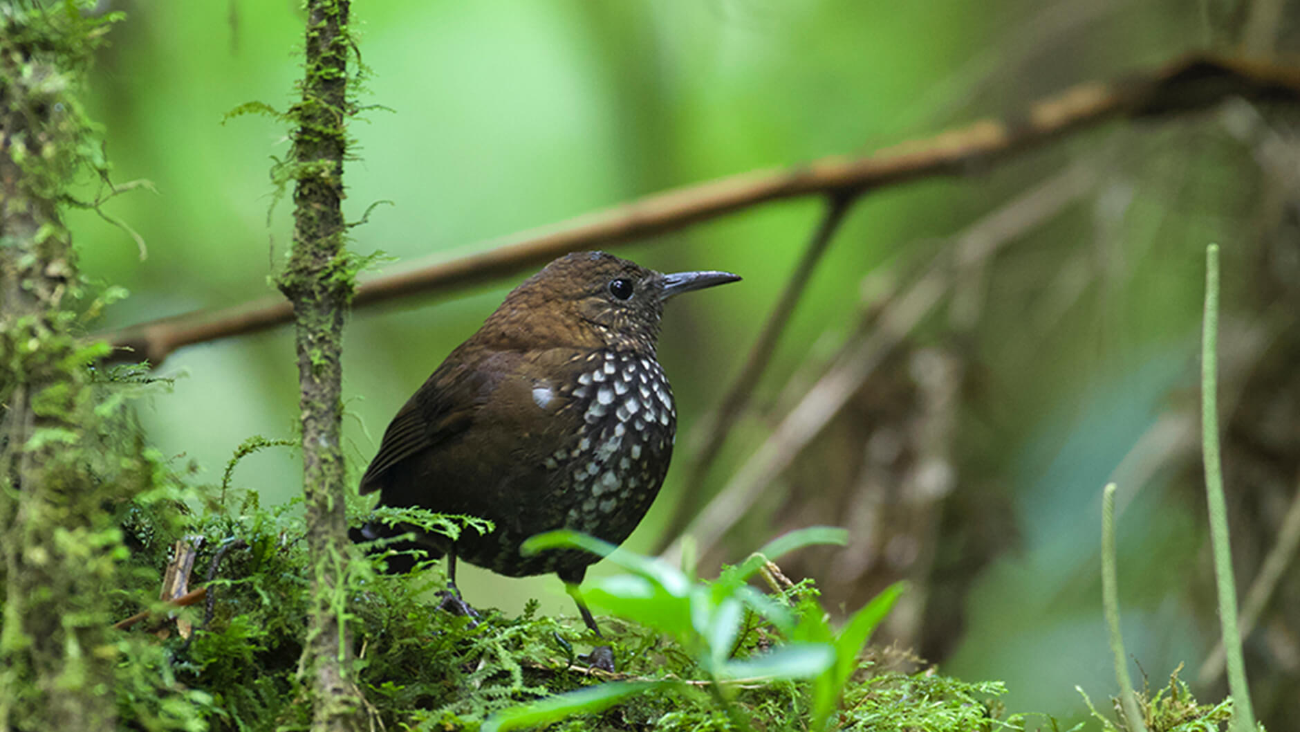 Lochmias nematura, un membre insaisissable du groupe des passereaux suboscins. Photographie de Mark Peck