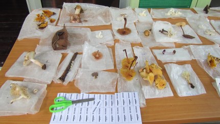 Mushrooms, Borneo
