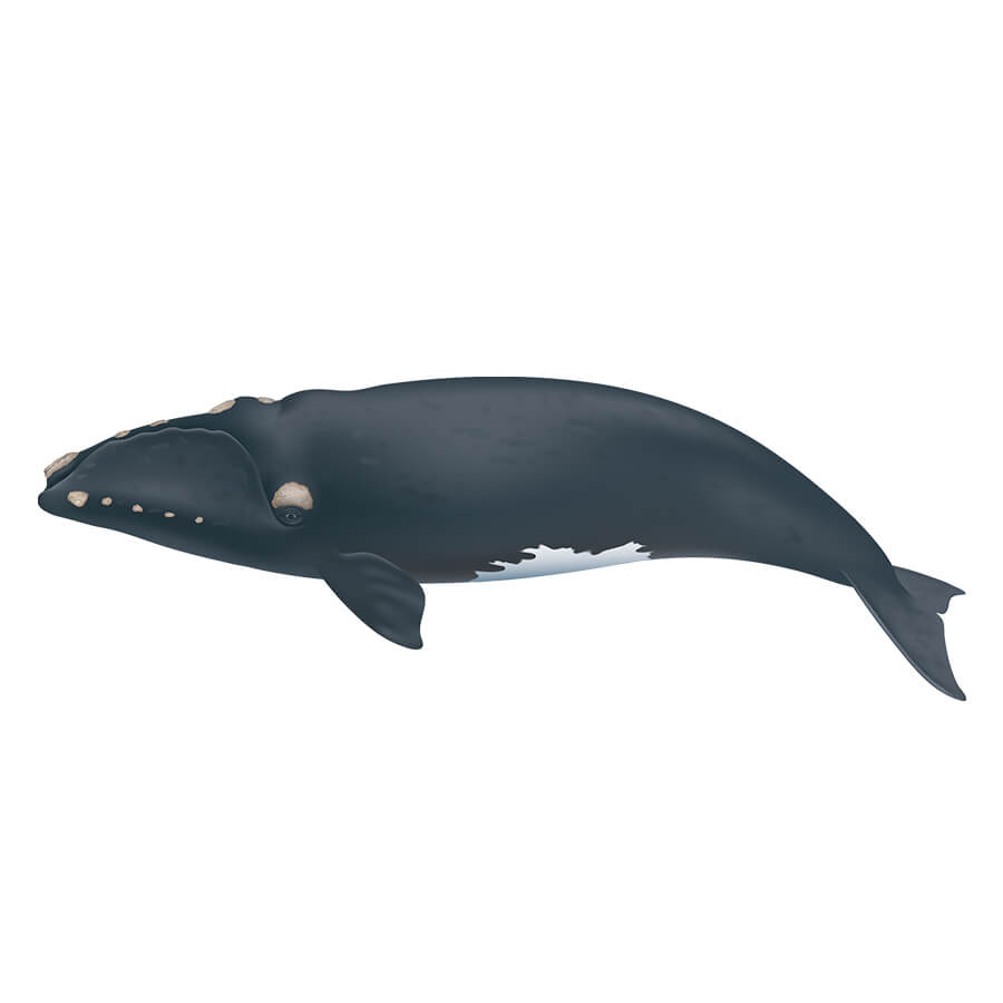 North Atlantic right whale.