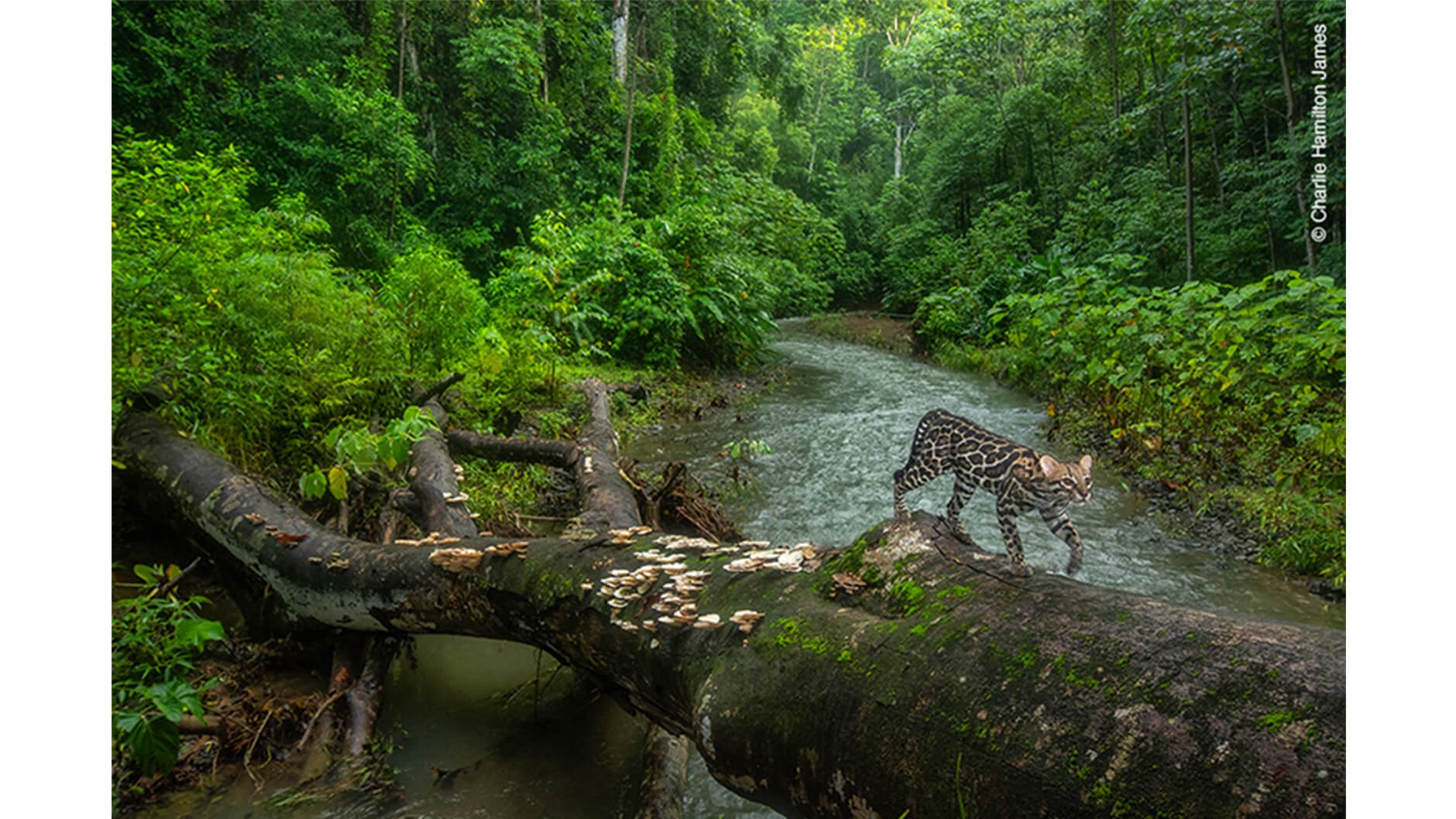 Ocelot sur la route.