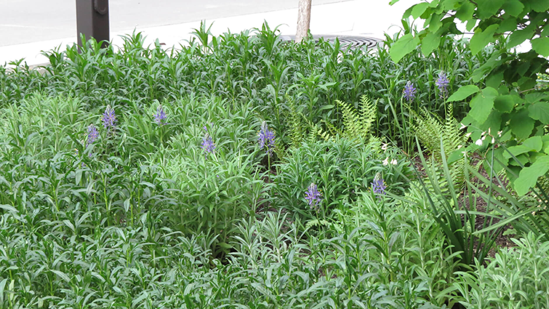 Physostegia virginiana et Anaphalis margaritacea.