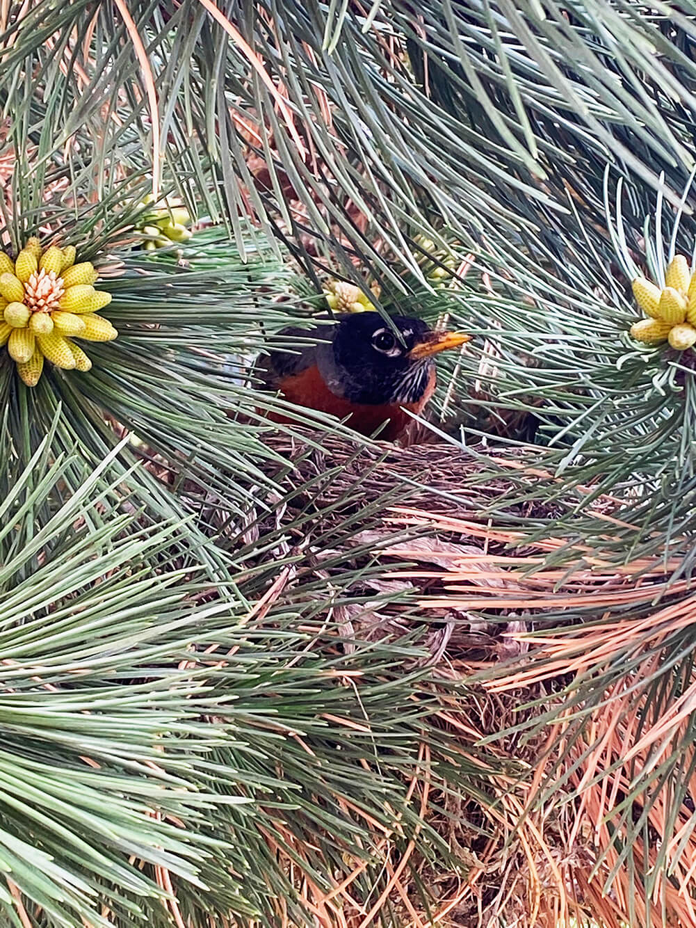 Pinus nigra.
