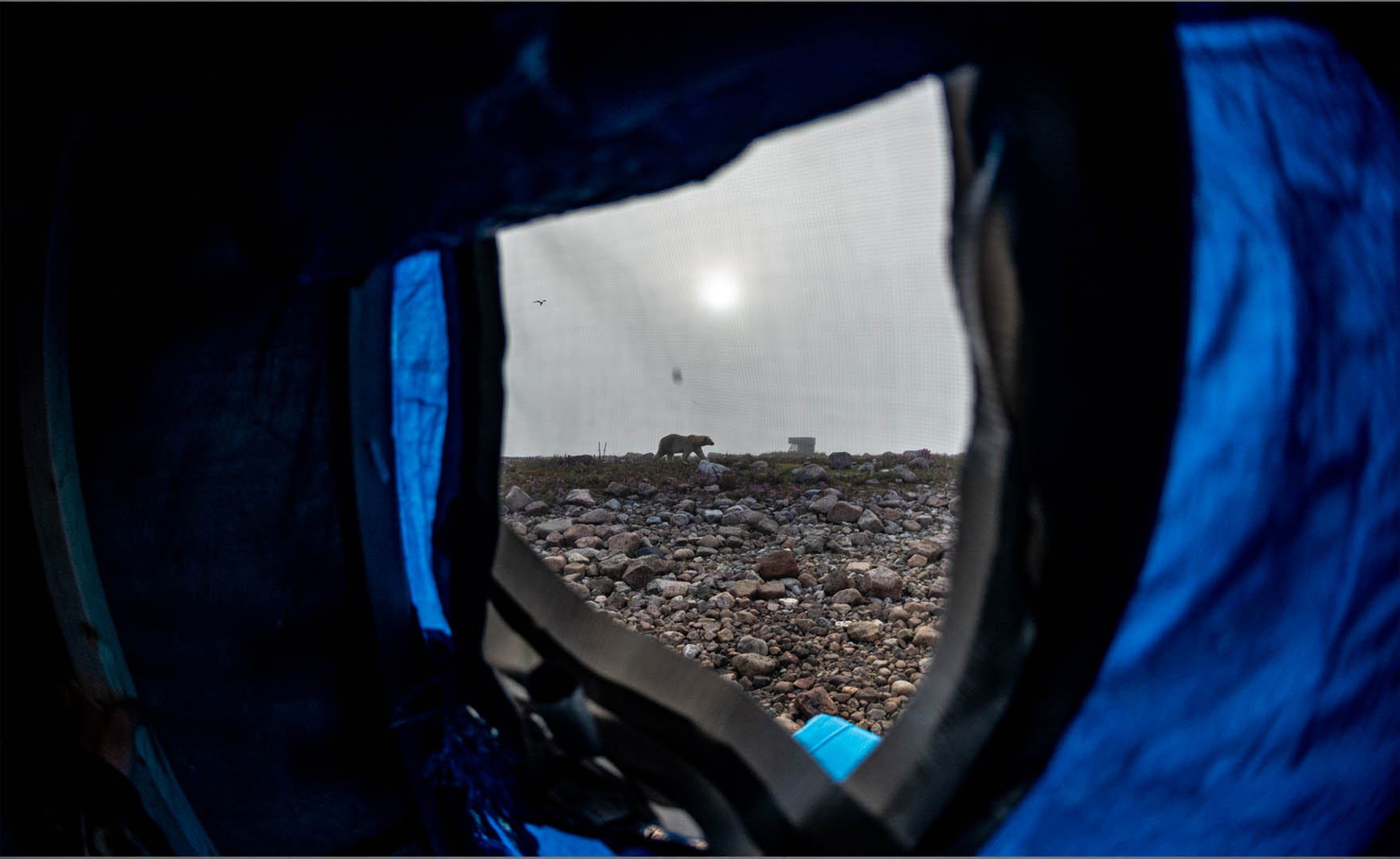 View looking out of a tent window.