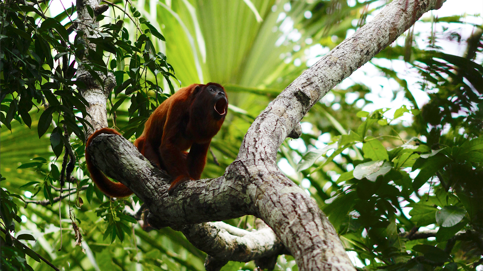 Singe hurleur rouge