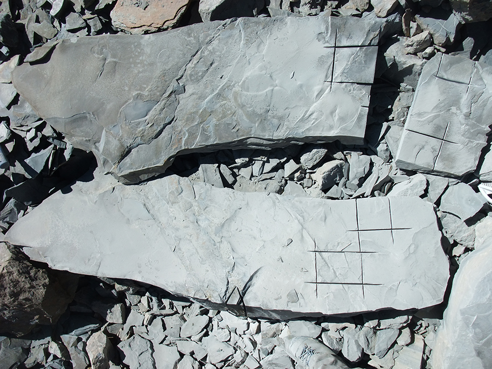 Specimens being prepared for collection during fieldwork with clearly visible rock saw marks in the shale.