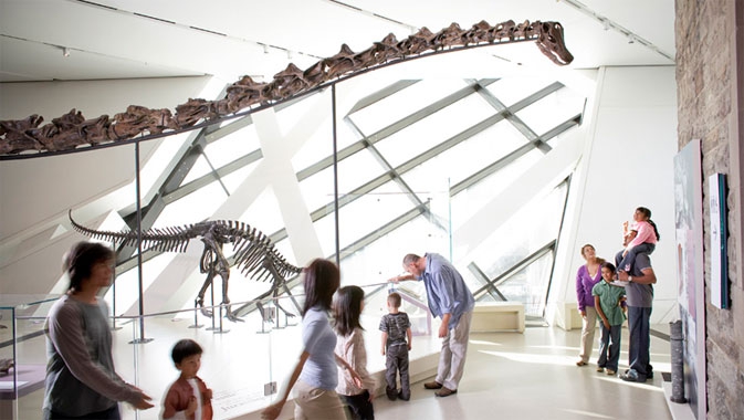 At an impressive 27 metres long, Gordo is ROM's gallery centrepiece. It is the largest real fossil dinosaur skeleton mounted in Canada, and is one of only three complete Barosaurus skeletons on display in the world. Photo: dattuphoto-1328020 Ontario Inc.