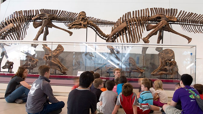 ROM has one of the world's most comprehensive collections of dinosaur skulls and showcases many of them, such as the helmet-crested Corythosaurus, in "growth series" displays that compare and contrast juvenile and adult physical characteristics.