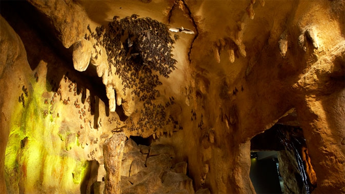 The Bat Cave at the ROM showing cave formation and display of bats