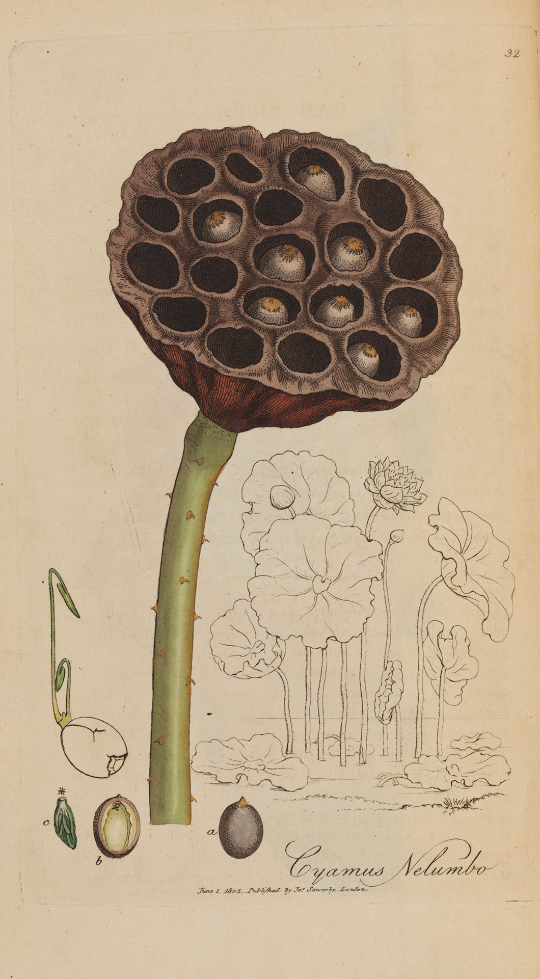 Lotus sacré.