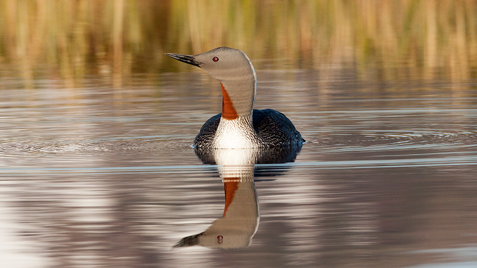  Plongeon catmarin (Gavia stellata)
