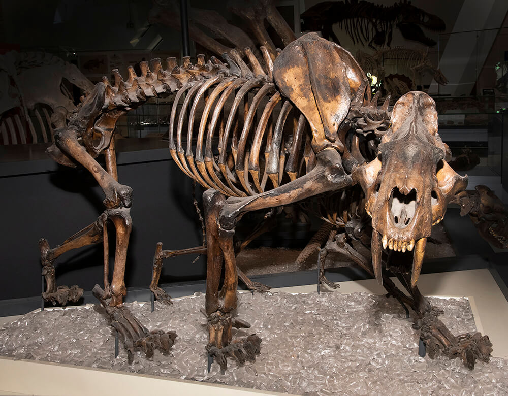 Squelette de chat à dents de sabre exposé au Musée royal de l'Ontario.