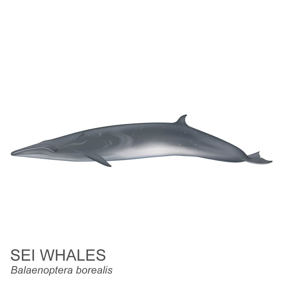 Sei whale.