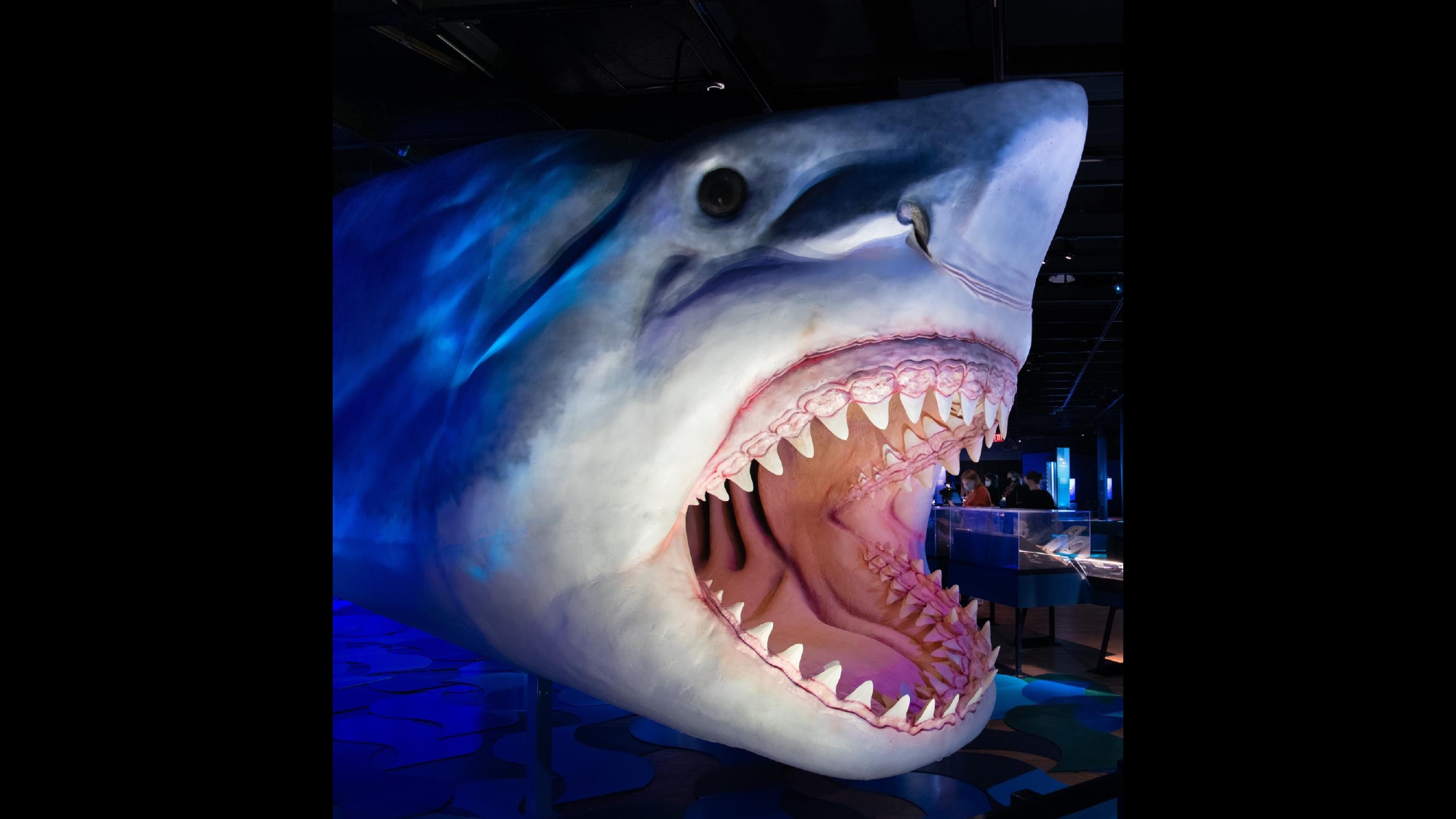 A large model of a shark head with its mouth wide open, showing sharp teeth.