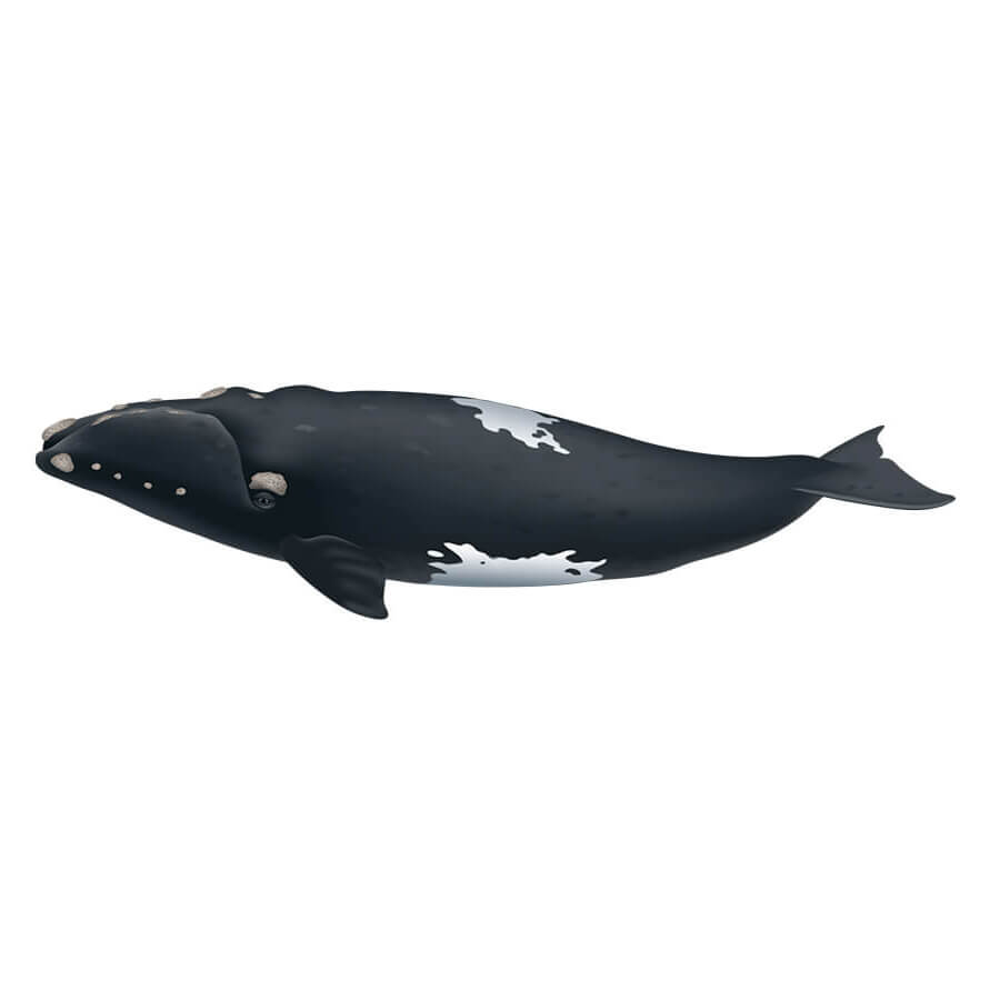 Southern right whale.
