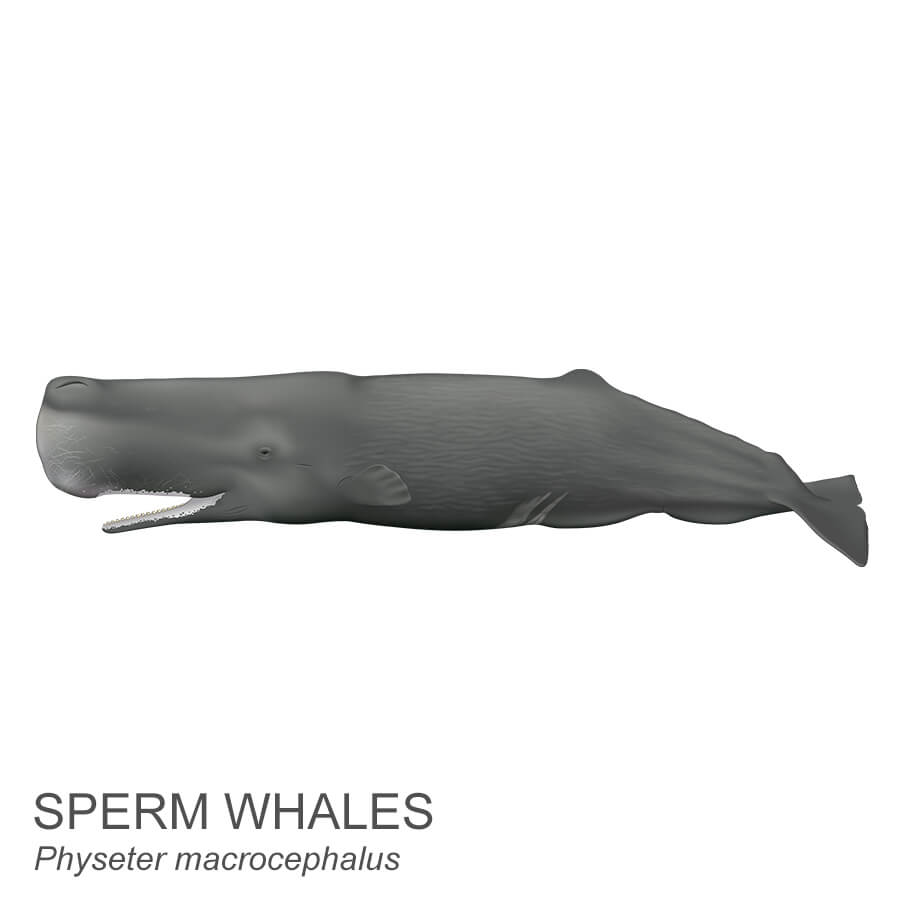 Sperm whale.