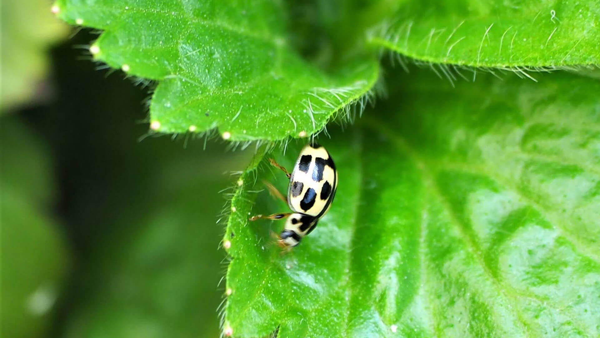 14-spotted ladybird beetle.