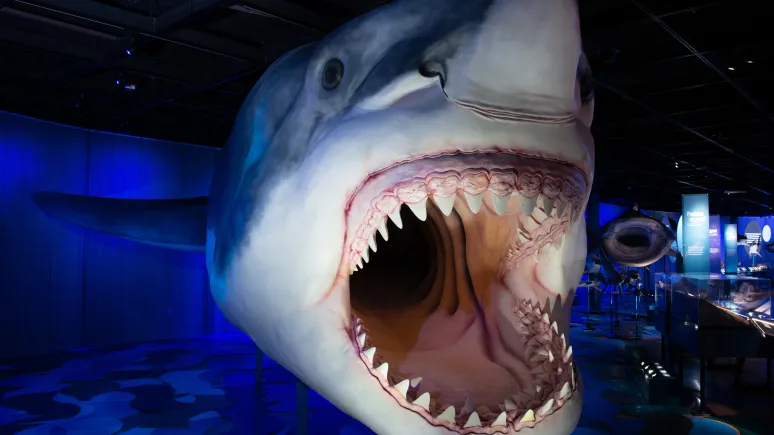 Vue rapprochée d'un modèle de requin Megalodon grandeur nature, la gueule grande ouverte, montrant de multiples rangées de dents acérées, dans une exposition de musée sombre et éclairée par une lumière bleue.