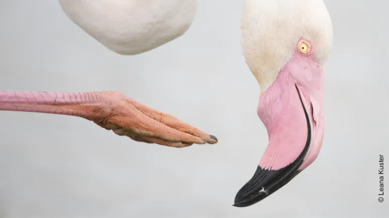 Détail d'une griffe et d'une tête de flamant rose sur fond gris clair.