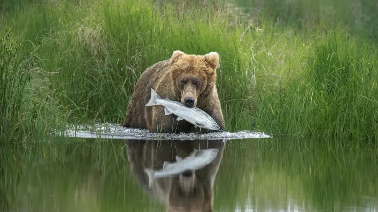 Photographe de la vie sauvage de l'année 2020