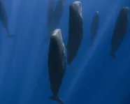 Several sperm whales swimming upward in deep blue ocean water.