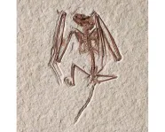 Squelette de chauve-souris fossilisé 