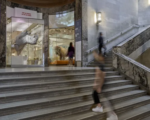 ROM entrance with large dinosaur skull fossil display inside and marble staircase with people walking nearby.